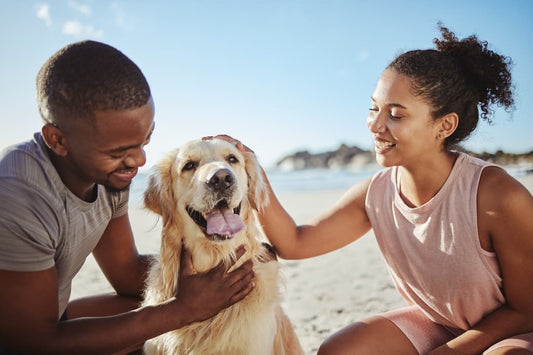 What to Pack for Pet Outings: A Pet Parent’s Essentials Checklist