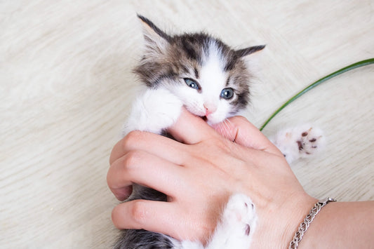 Teething Timeline: What to Expect with Kittens and Puppies (and How to Survive It)