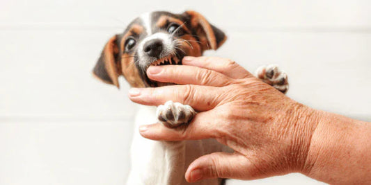 How to Stop Your Puppy or Kitten from Nipping