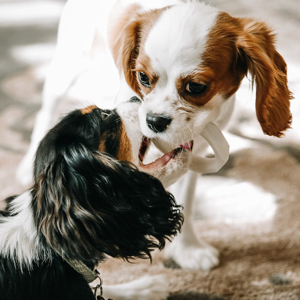 PUT IT IN NEUTRAL Dog & Cat Teether Toy Stack