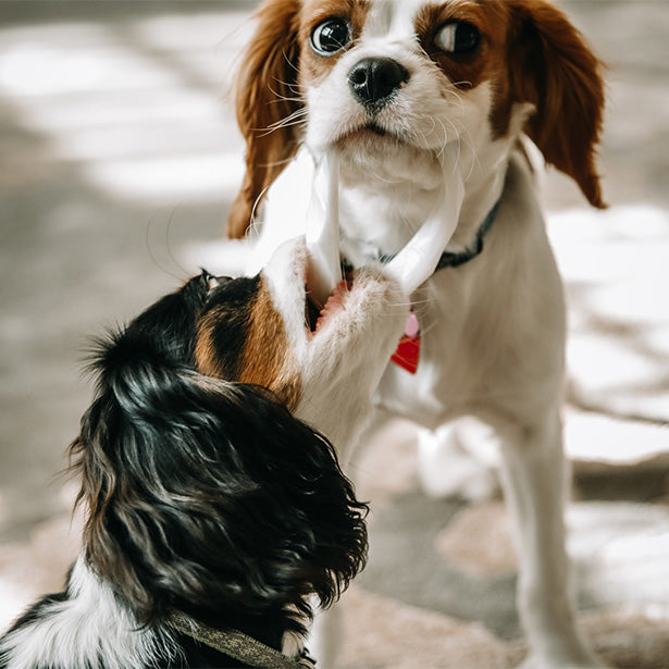 PUT IT IN NEUTRAL Dog & Cat Teether Toy Stack