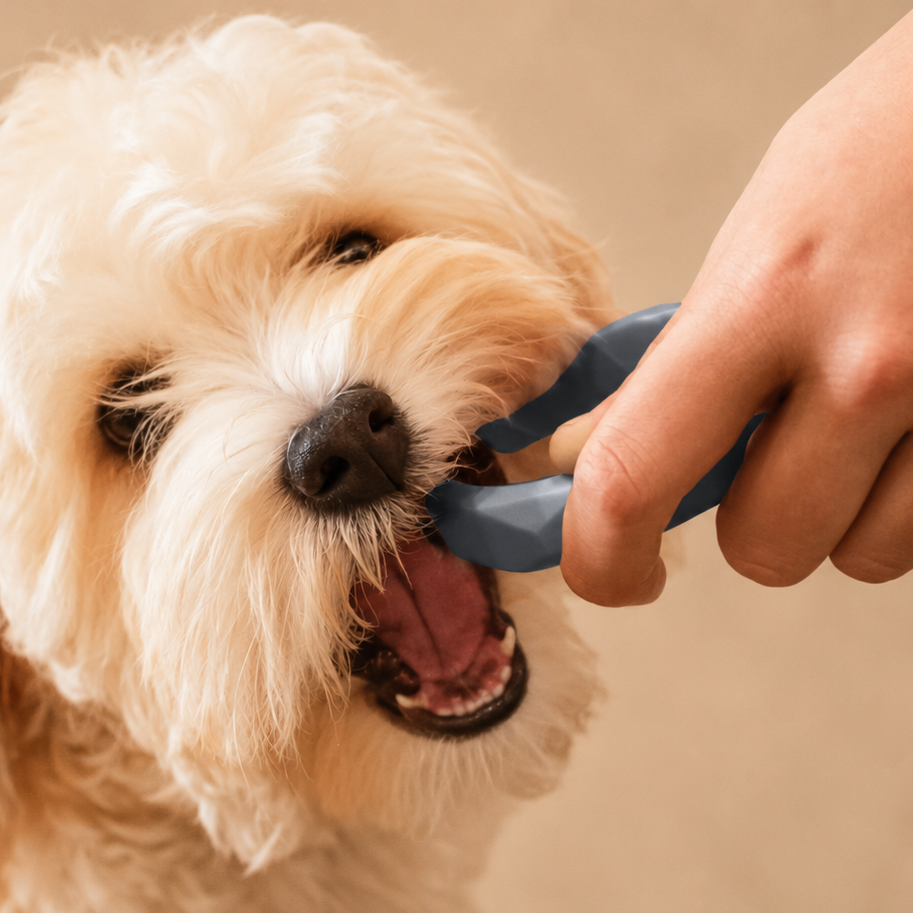 A small fluffy cream-colored dog is being gently held by a person's hand with blue dog leash or collar clips against a soft beige background.