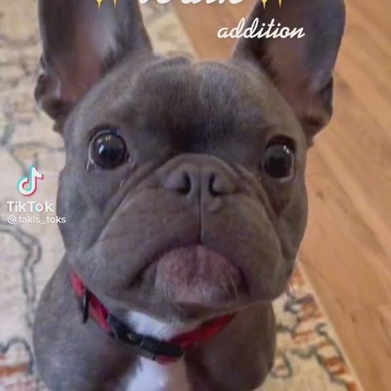 Nontoxic dog teether